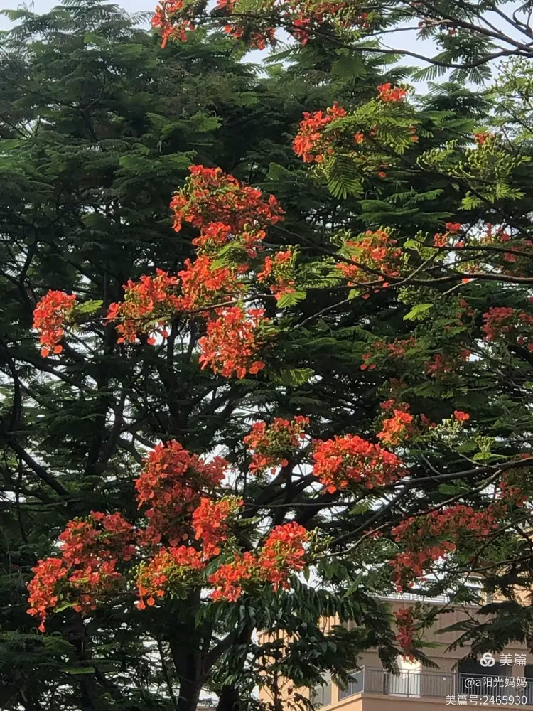 枝叶扶疏绿叶旺,火树结花展凤凰。